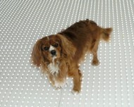 Restaurace, Praha, svíticí podlaha